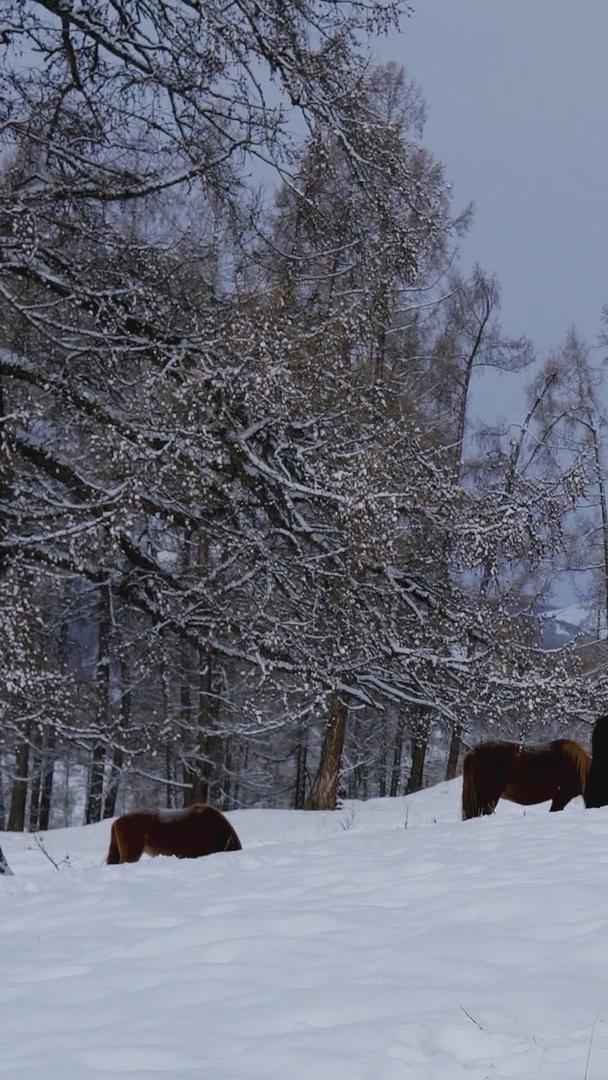 冬天在雪地上觅食骏马视频的预览图