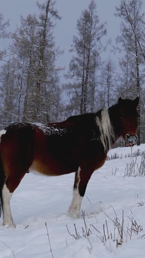 冬天在雪地上觅食骏马视频的预览图