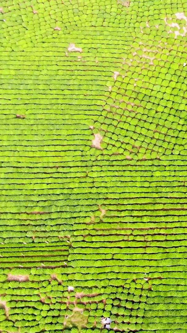 航拍杭州西湖龙井茶种植基地视频的预览图