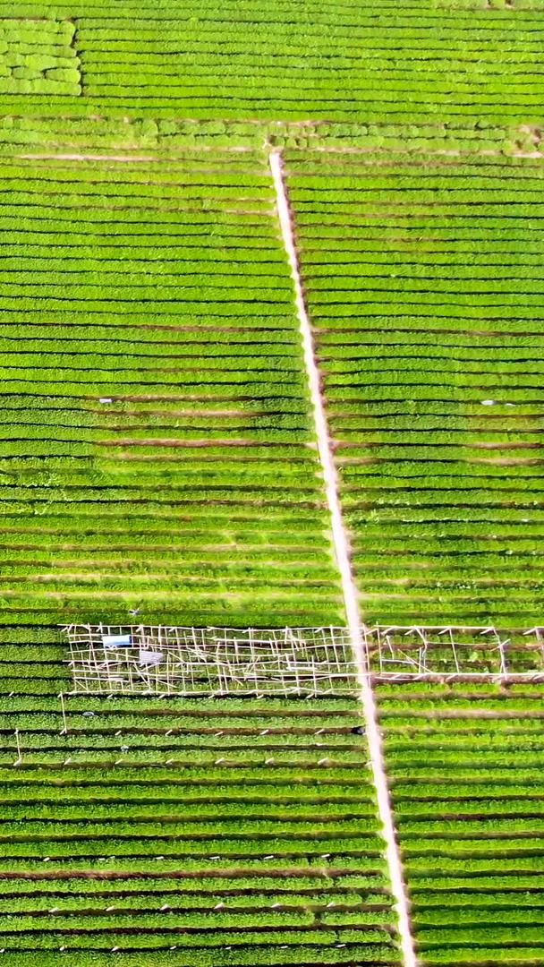 航拍杭州西湖龙井茶种植基地视频的预览图