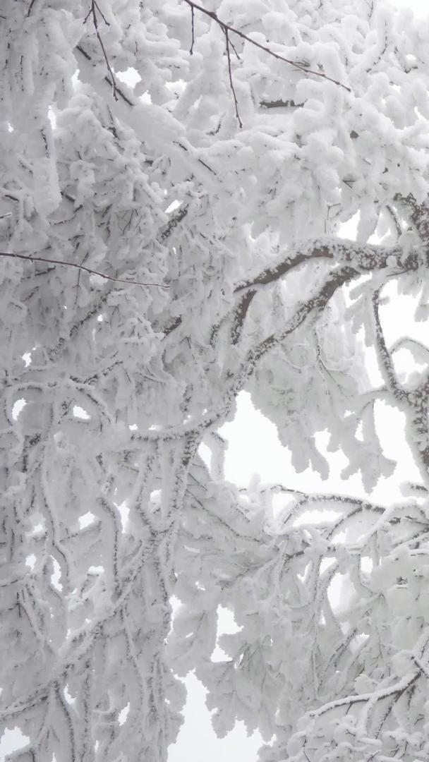 冰雪包裹的树视频素材实拍唯美视频的预览图