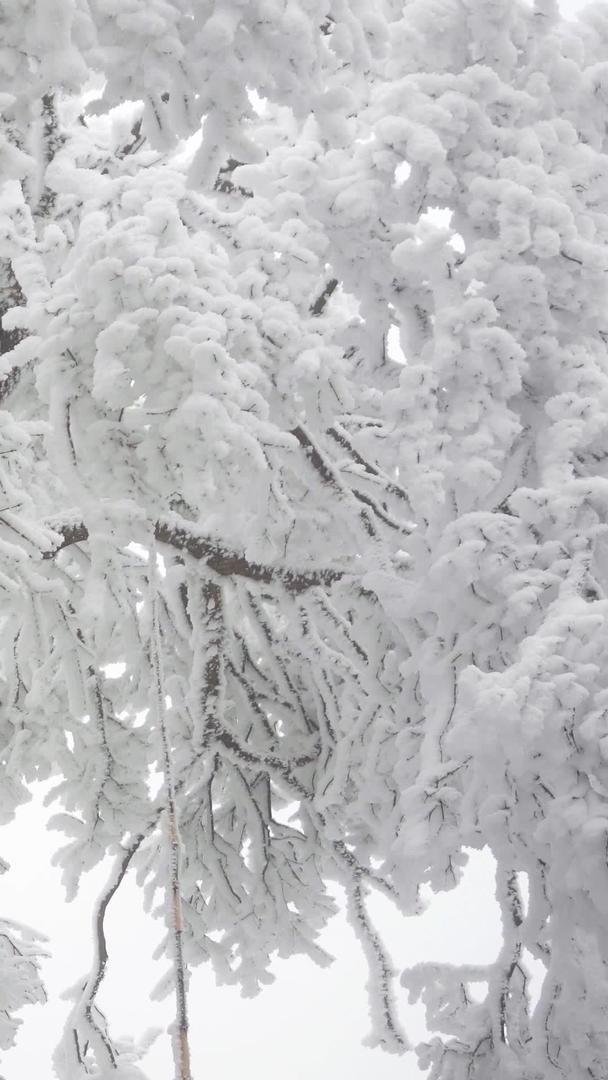冰雪包裹的树视频素材实拍唯美视频的预览图