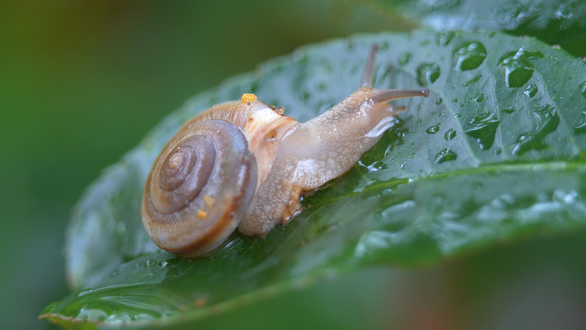 4k微距雨中的蜗牛爬行视频的预览图
