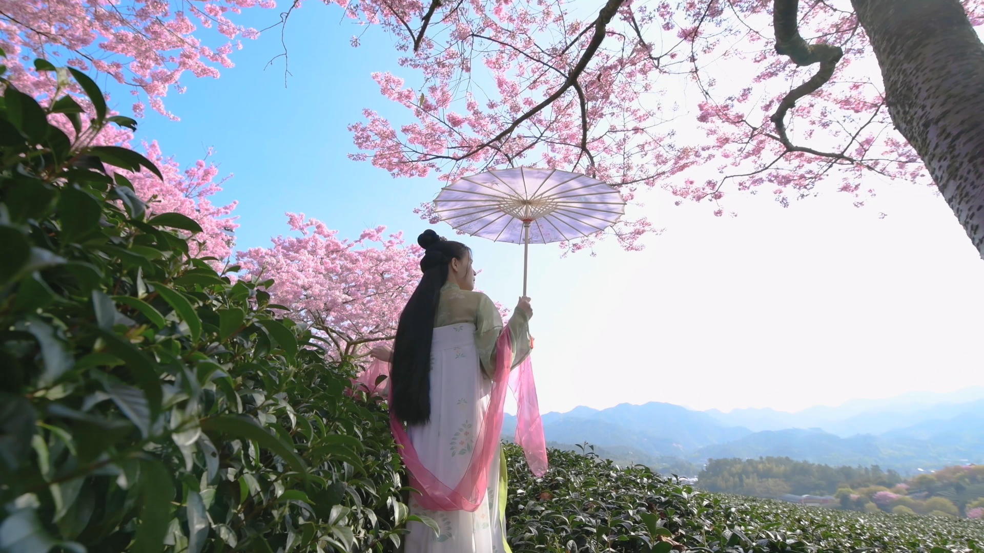 樱花茶园4K汉服少女视频的预览图