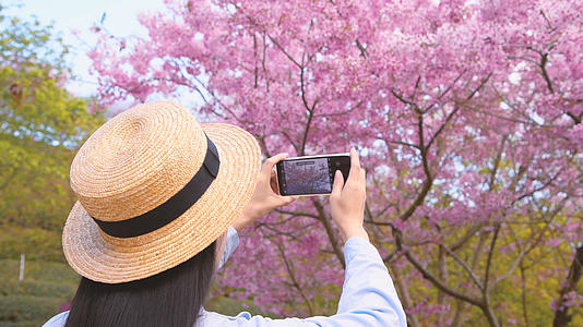 4k少女手机拍樱花视频的预览图