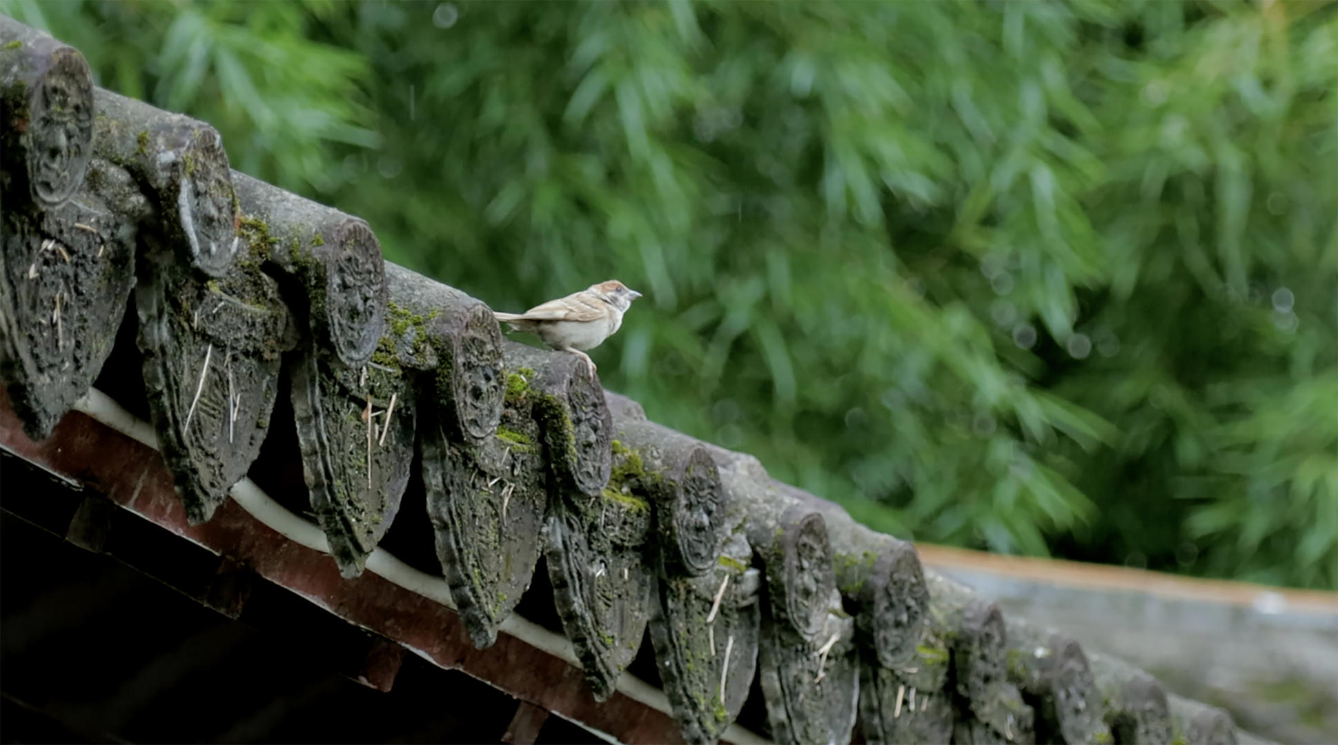 雨后屋檐上的鸟视频的预览图