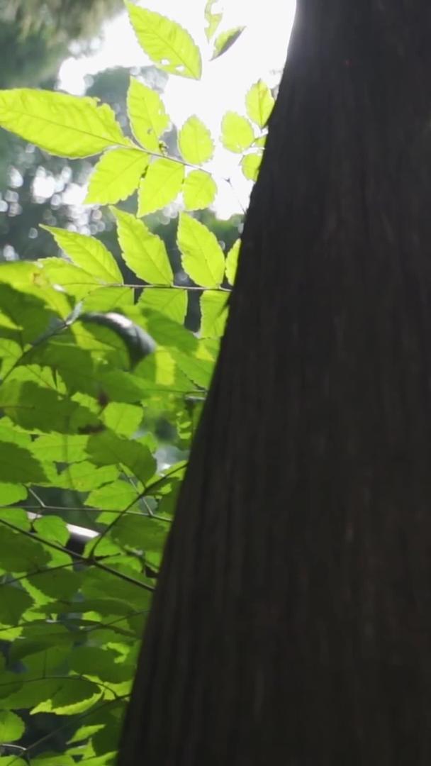 秋日的阳光穿过树林视频的预览图
