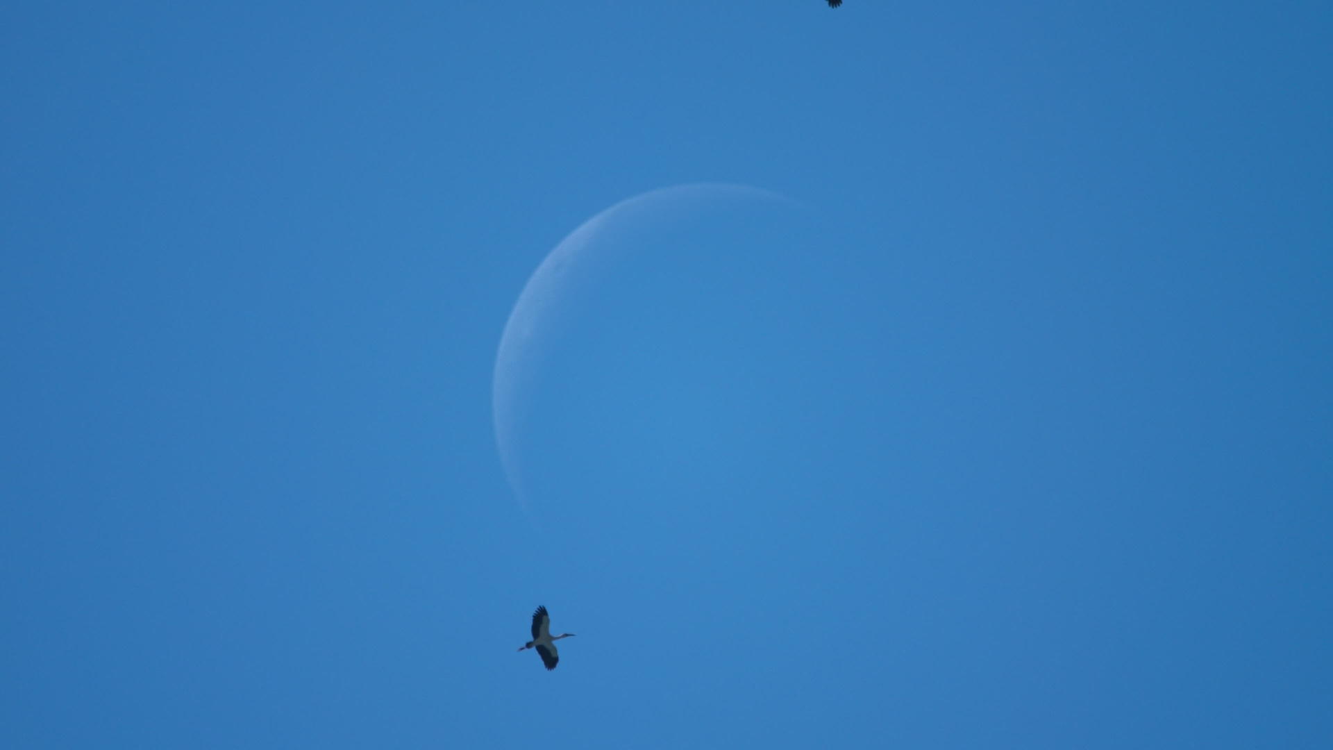 面对月亮和新月下降的鸟群视频的预览图
