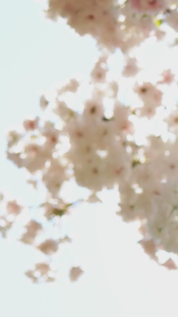 樱花季节逆光小清新视频的预览图