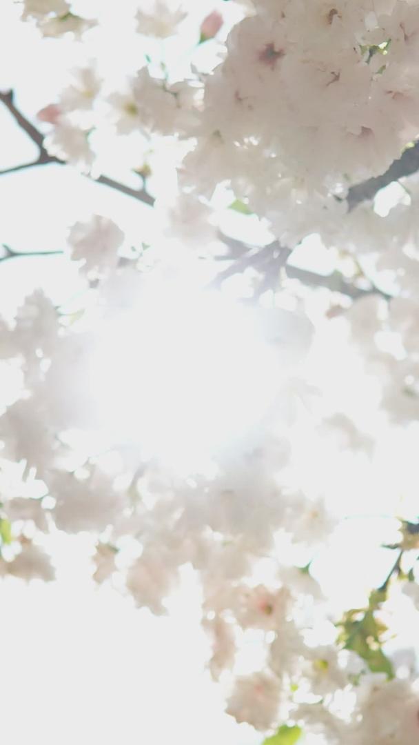 樱花季节逆光小清新视频的预览图
