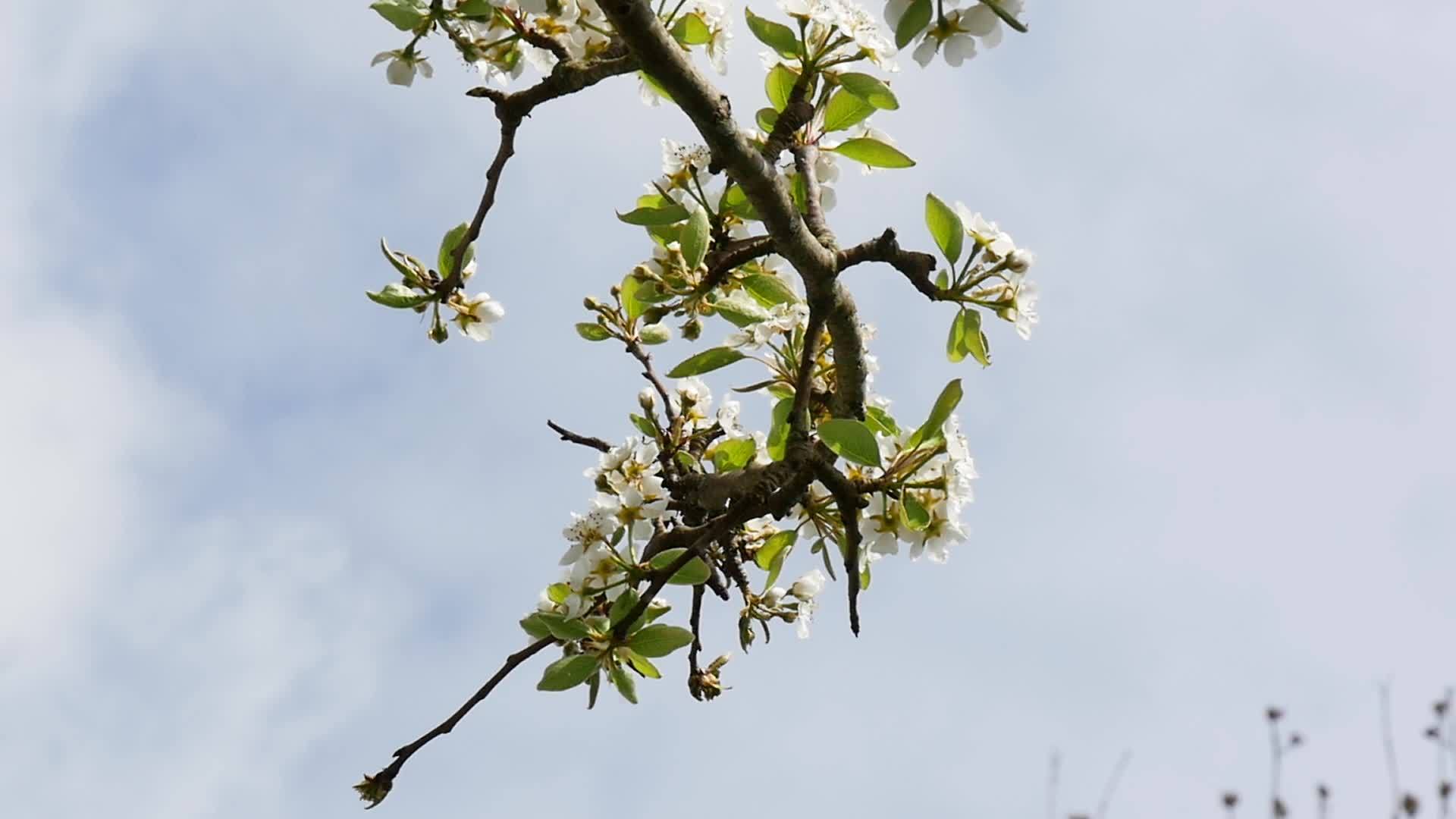 梨树上美丽的白春花视频的预览图