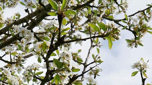 梨树上美丽的白春花视频的预览图