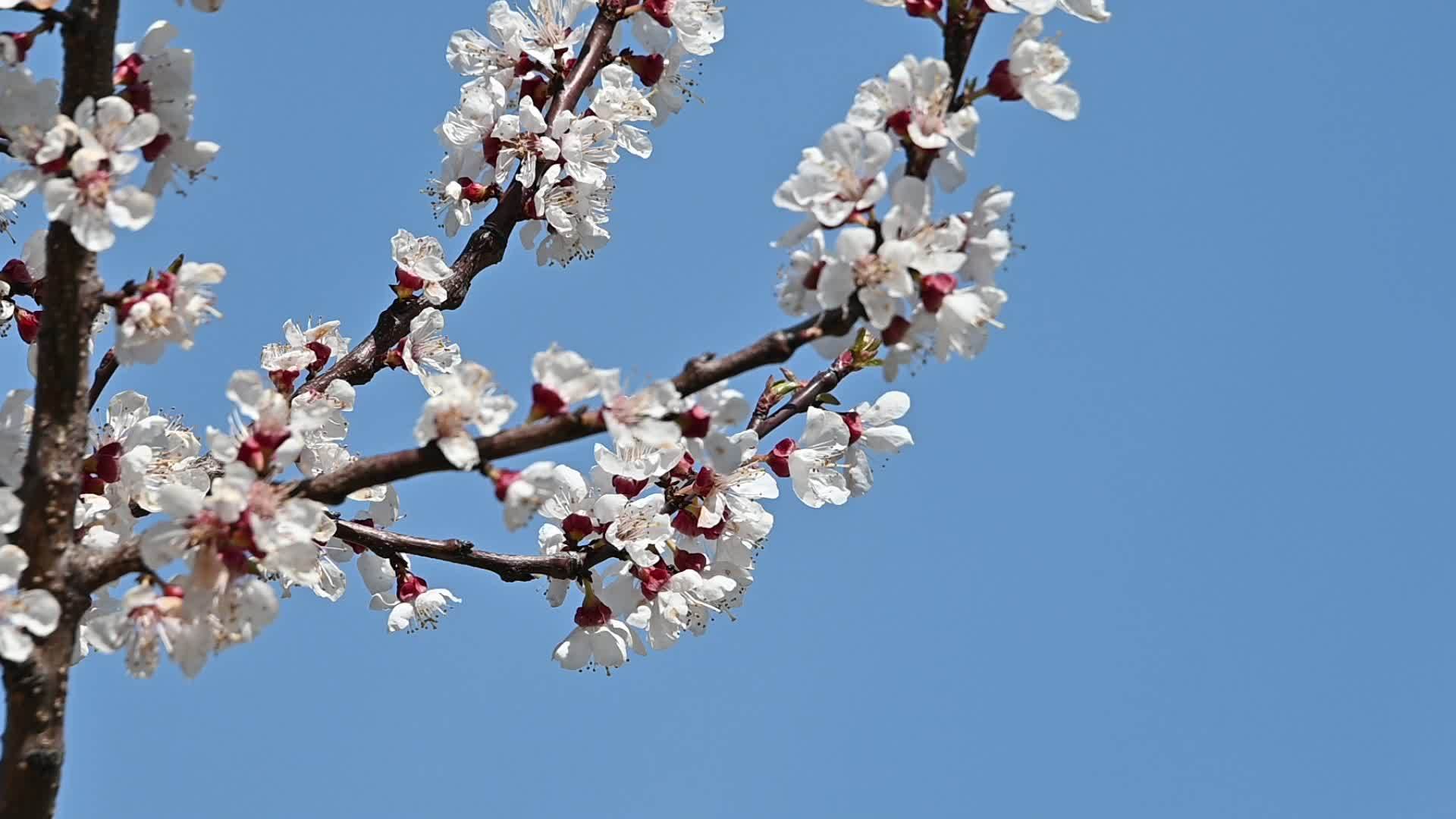 杏树在清澈的蓝天中开花视频的预览图