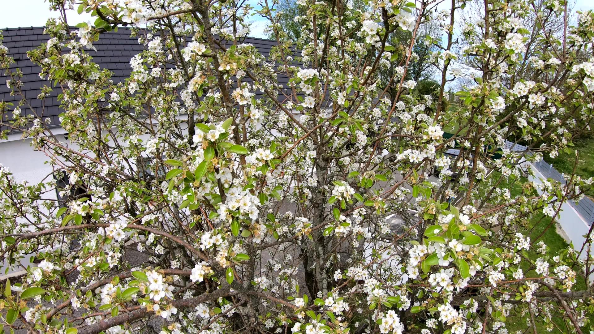 美丽的白春花梨树视频的预览图