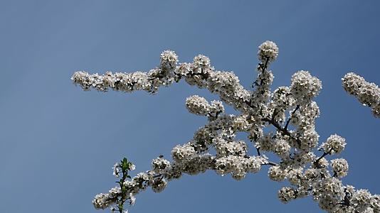 白色的樱花在蓝天中视频的预览图