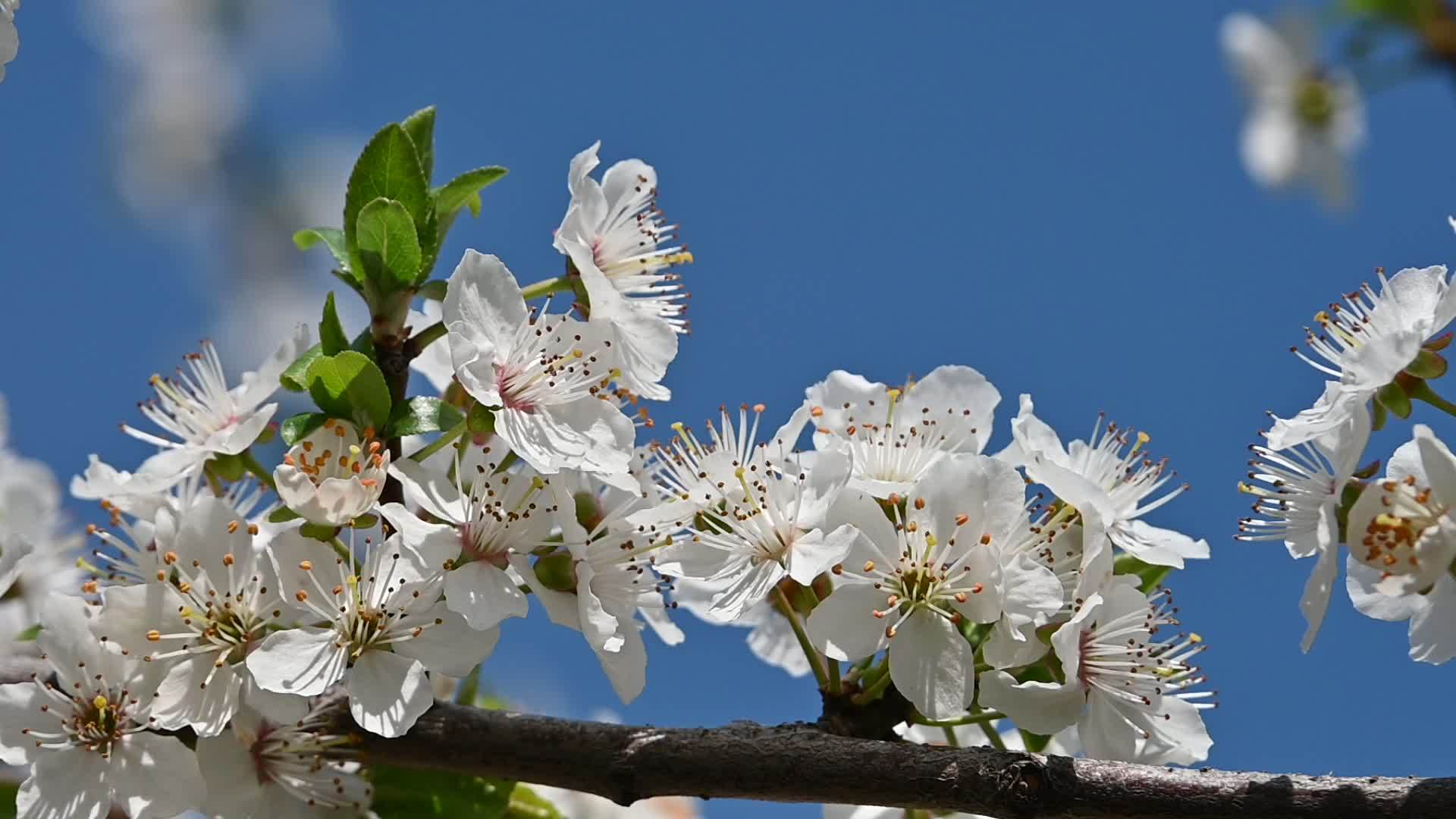 白色的樱花在蓝天中视频的预览图