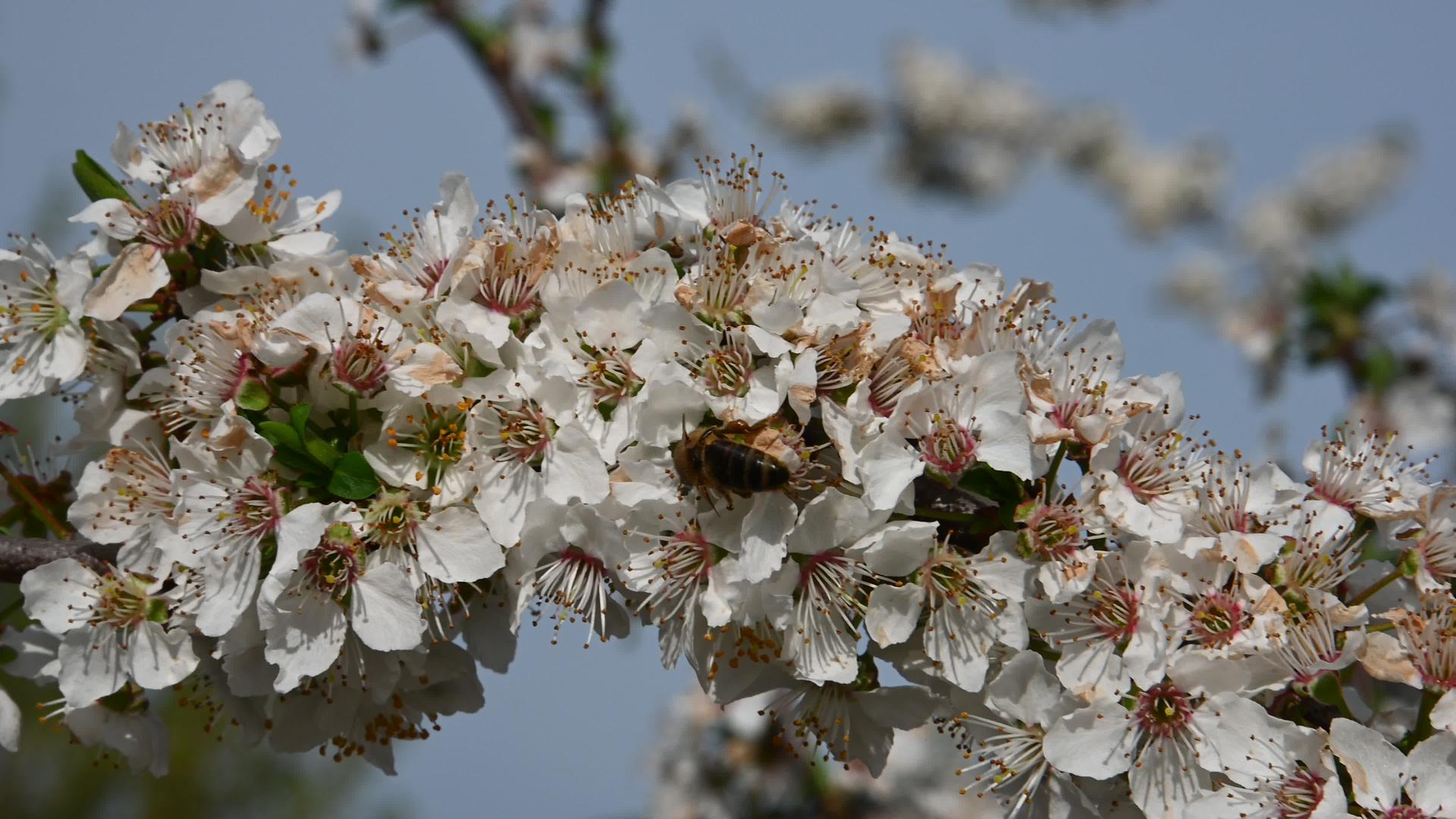 蜜蜂的白樱桃梅花视频的预览图