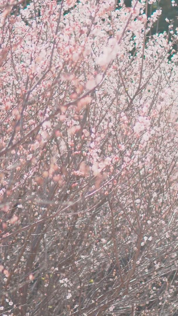 春季樱花如画风景视频的预览图