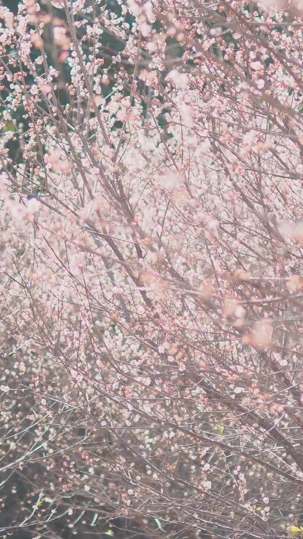 春季樱花如画风景视频的预览图