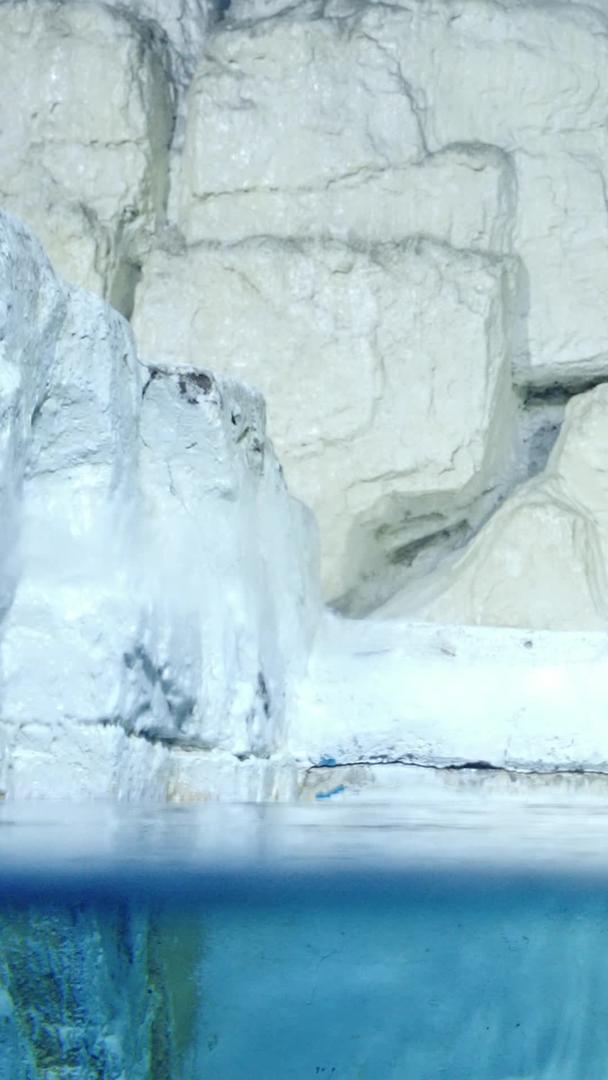 寒冷极地北极熊岸边觅食视频的预览图