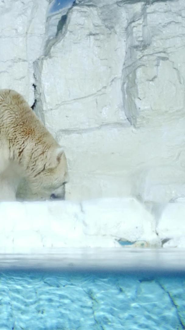 寒冷极地北极熊岸边觅食视频的预览图