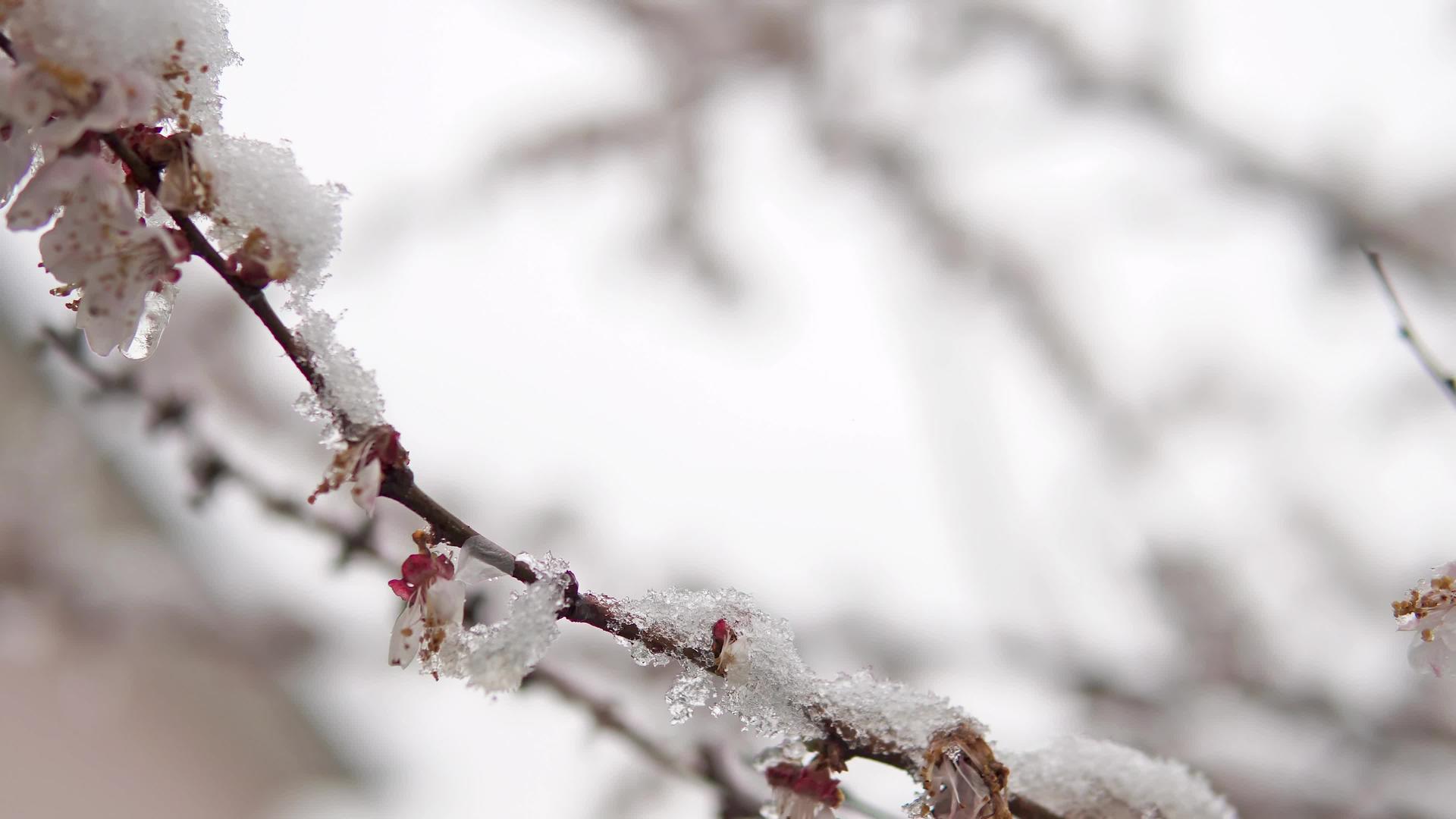 春天的树枝和花被暴风雪覆盖视频的预览图