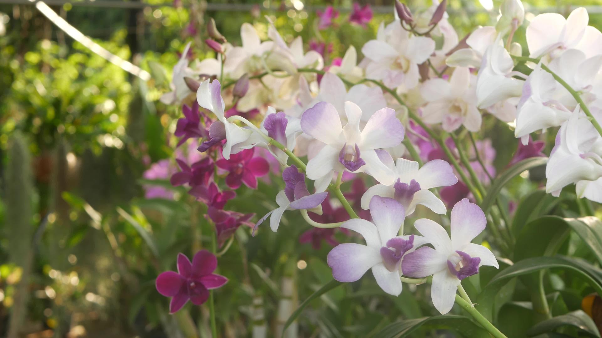 绿色公园里生长着美丽的紫丁香和洋红色的兰花视频的预览图