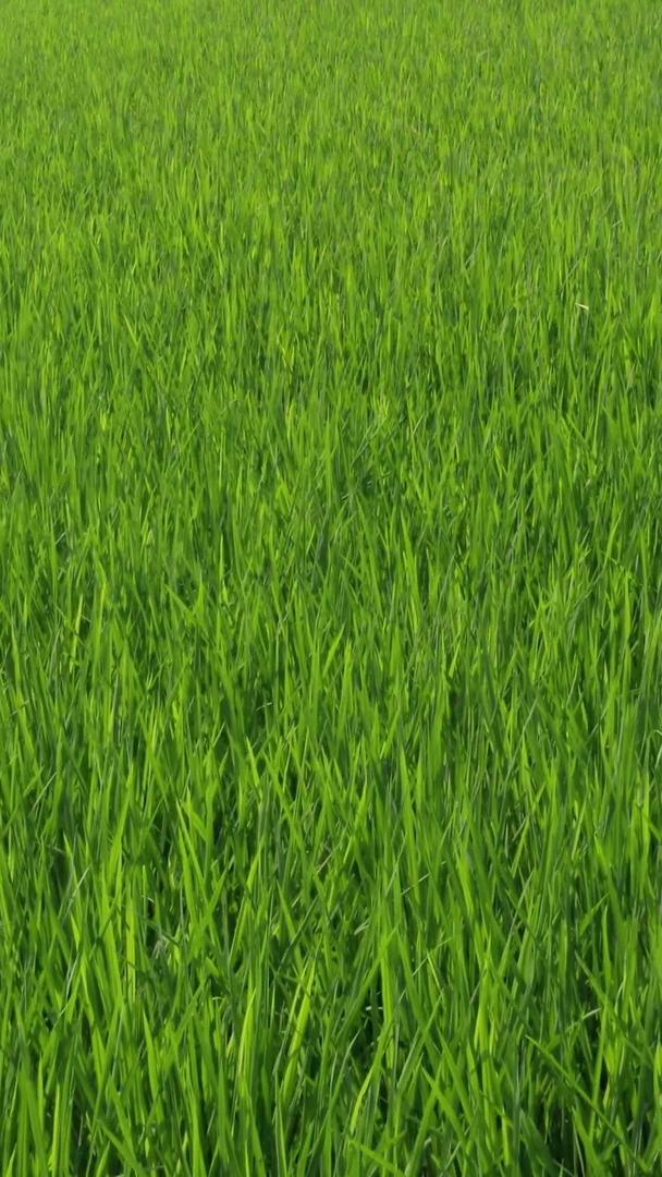 农业航拍新农村水稻梯田材料视频的预览图