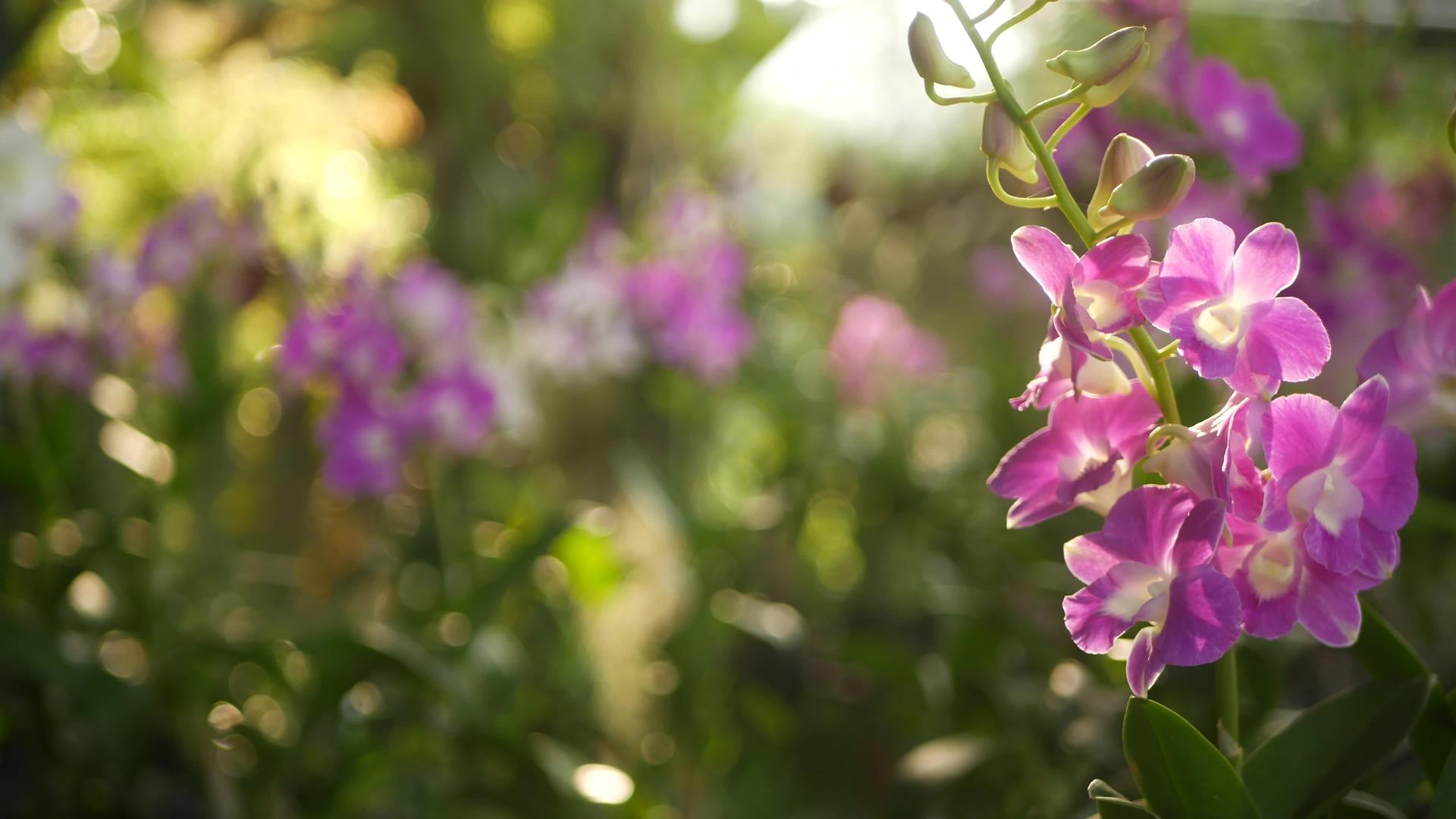 美丽的紫色丁香紫色和红色兰花生长在绿色公园模糊的背景下视频的预览图