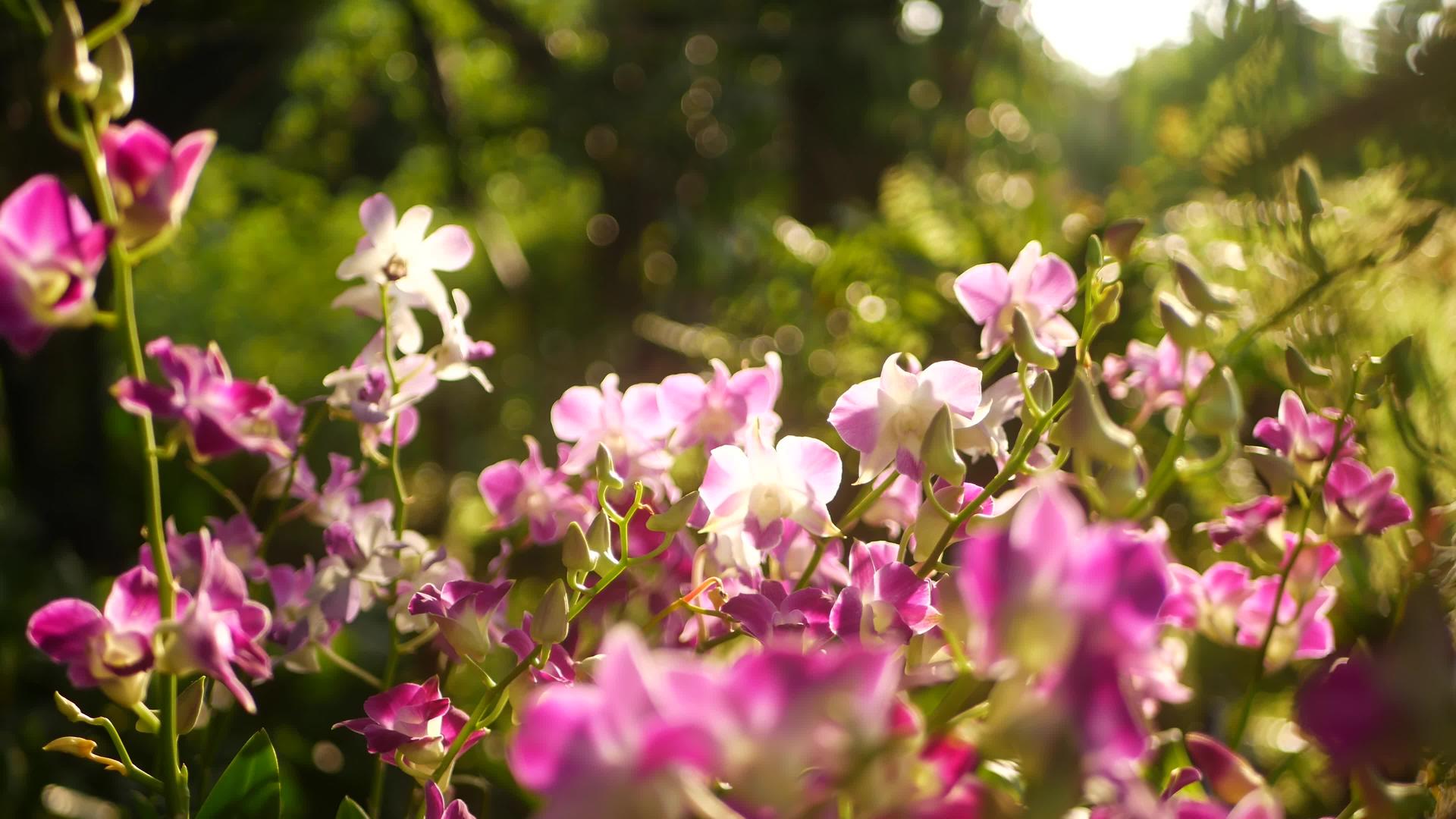 美丽的紫色丁香紫色和红色兰花生长在绿色公园模糊的背景下视频的预览图