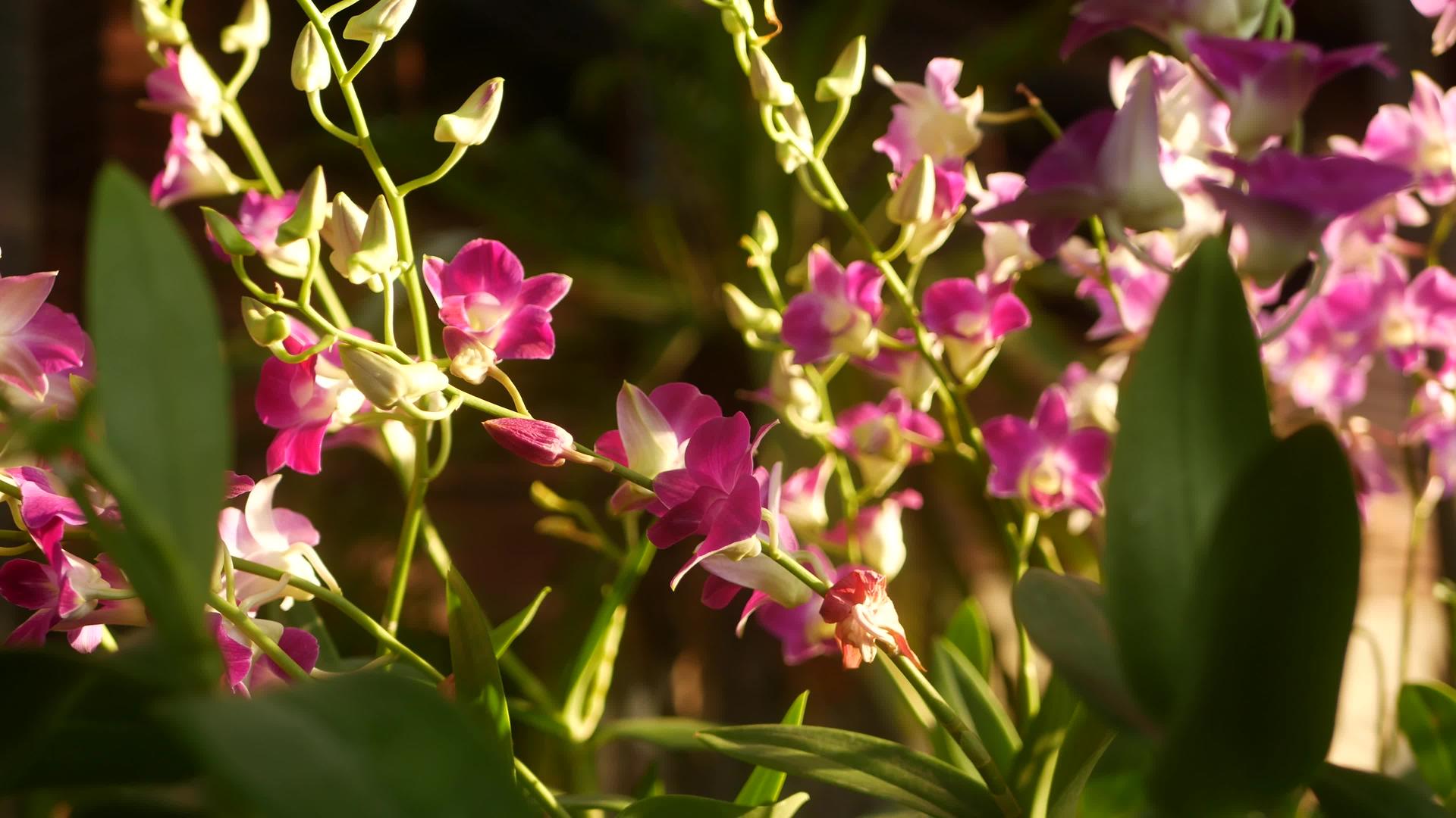 绿色公园里生长着美丽的紫丁香和洋红色的兰花视频的预览图