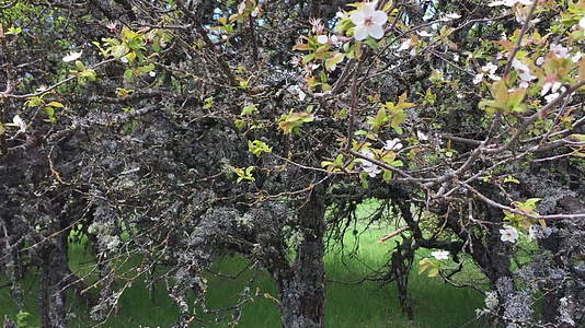 花园里的樱花树在夏天开花春天野苹果树的树枝开满了苔藓视频的预览图