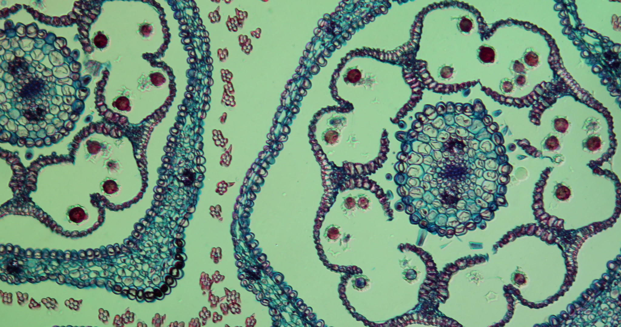 显微镜下的细胞视频的预览图