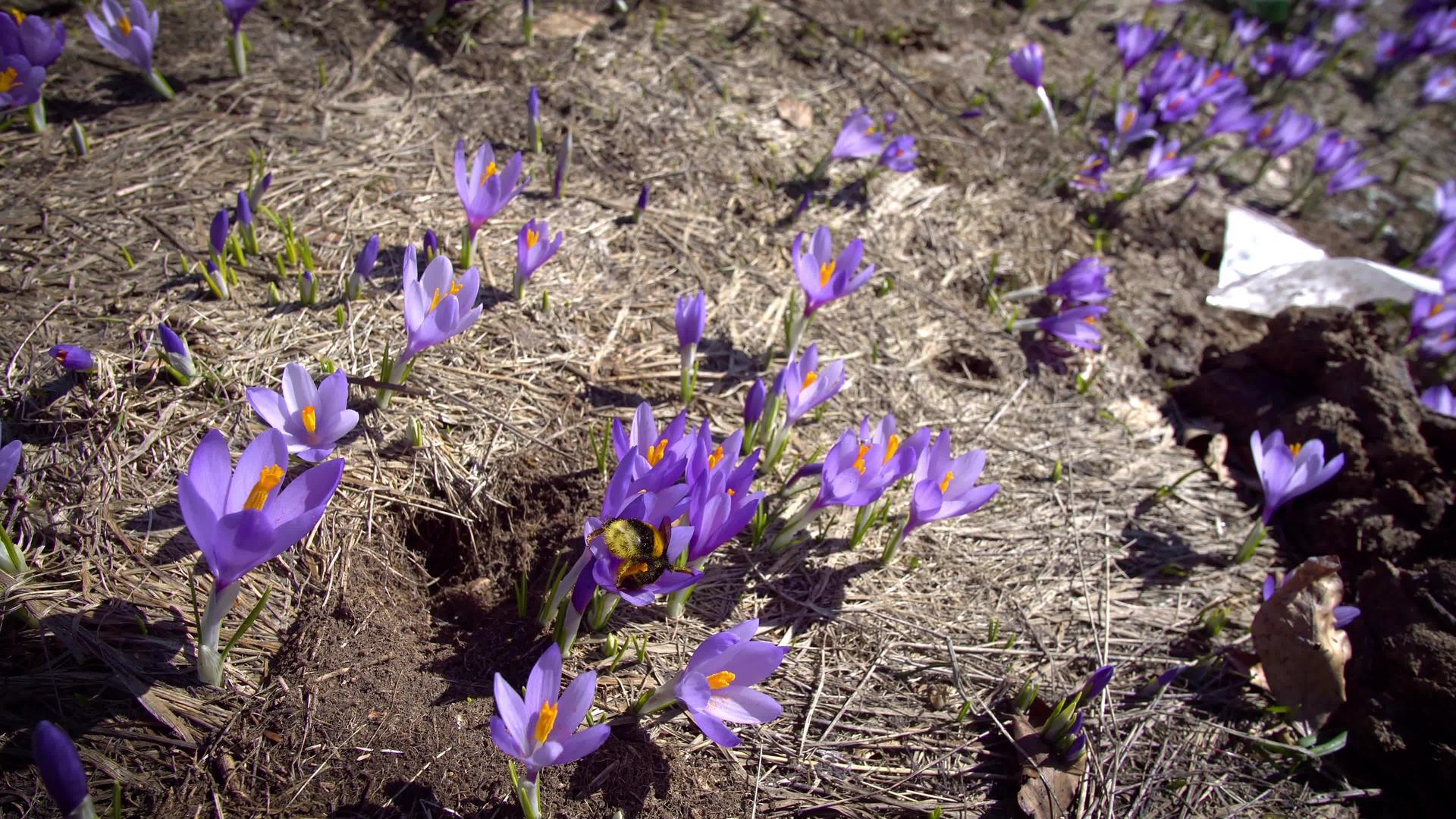 在紫色的花朵上收集花蜜然后拍一针大黄蜂视频的预览图