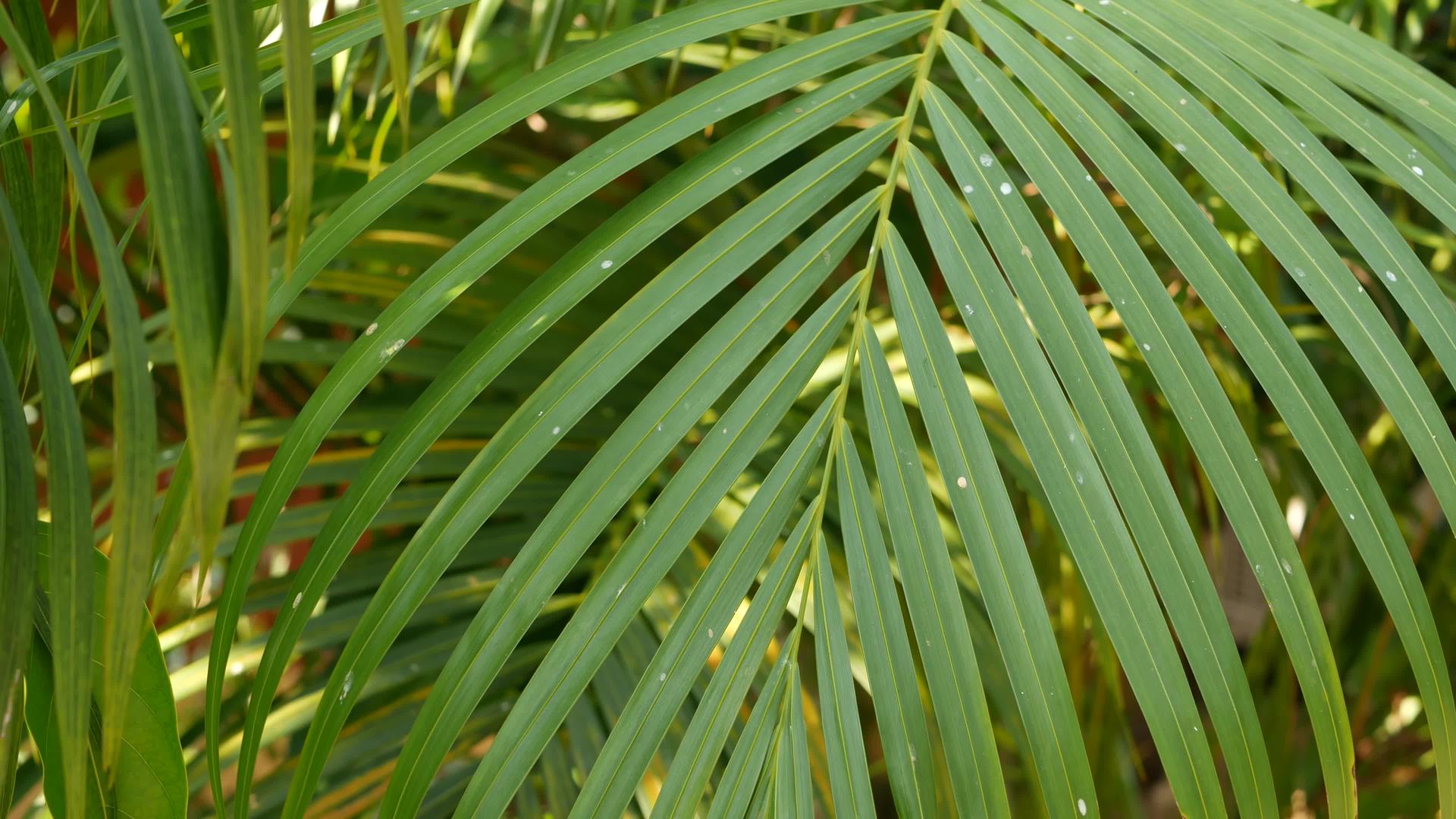 利用阳光模糊热带绿色棕榈叶利用散乱的场景抽象自然背景郁郁葱葱视频的预览图