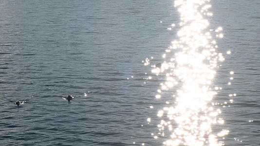 夕阳下波光粼粼的湖面游动戏水的鸭子视频的预览图