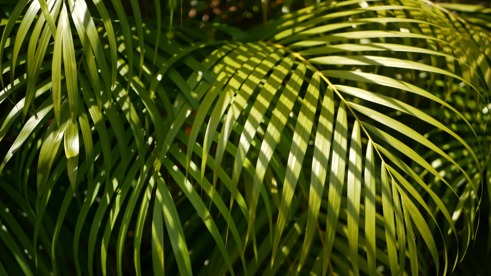 热带绿色棕榈叶的抽象自然背景视频的预览图
