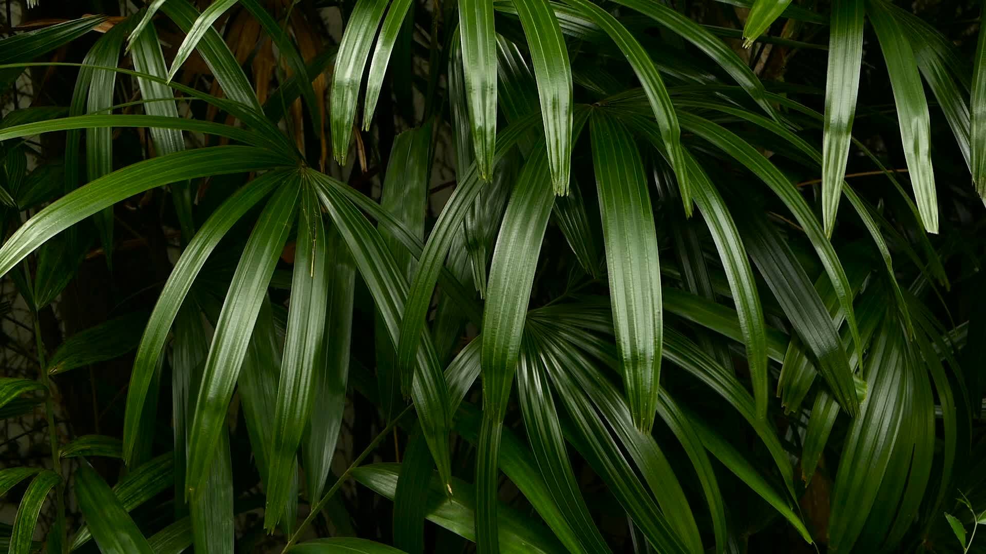 异国情调的热带蔬菜背景和不寻常的多汁的丛林森林赤道气候视频的预览图
