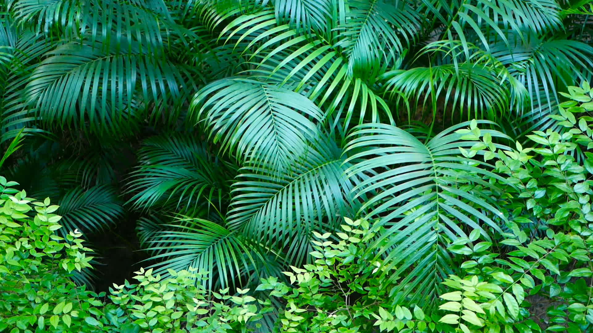 热带棕榈树的异国绿叶在风中摇曳视频的预览图