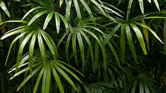 异国情调的热带蔬菜背景和不寻常的多汁的丛林森林赤道气候视频的预览图