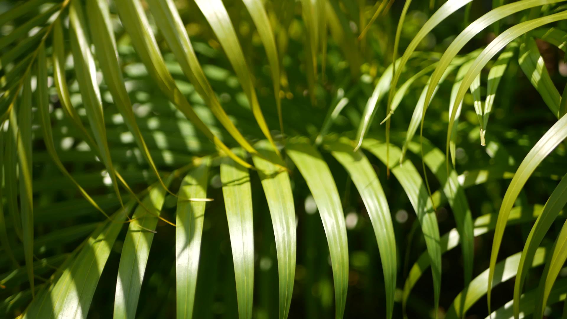 热带绿色棕榈叶的抽象自然背景视频的预览图