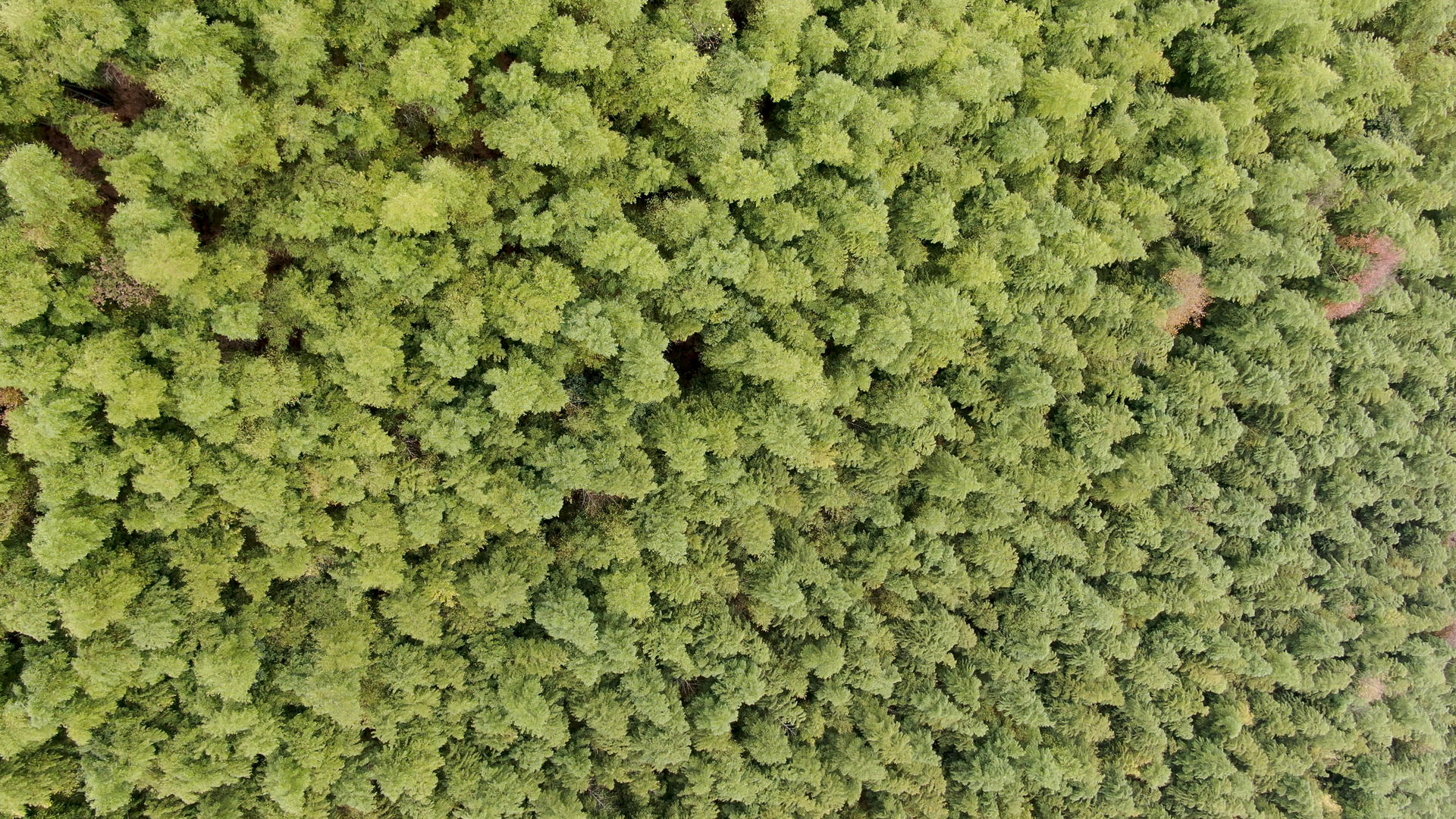 4K航拍绿色竹林视频的预览图