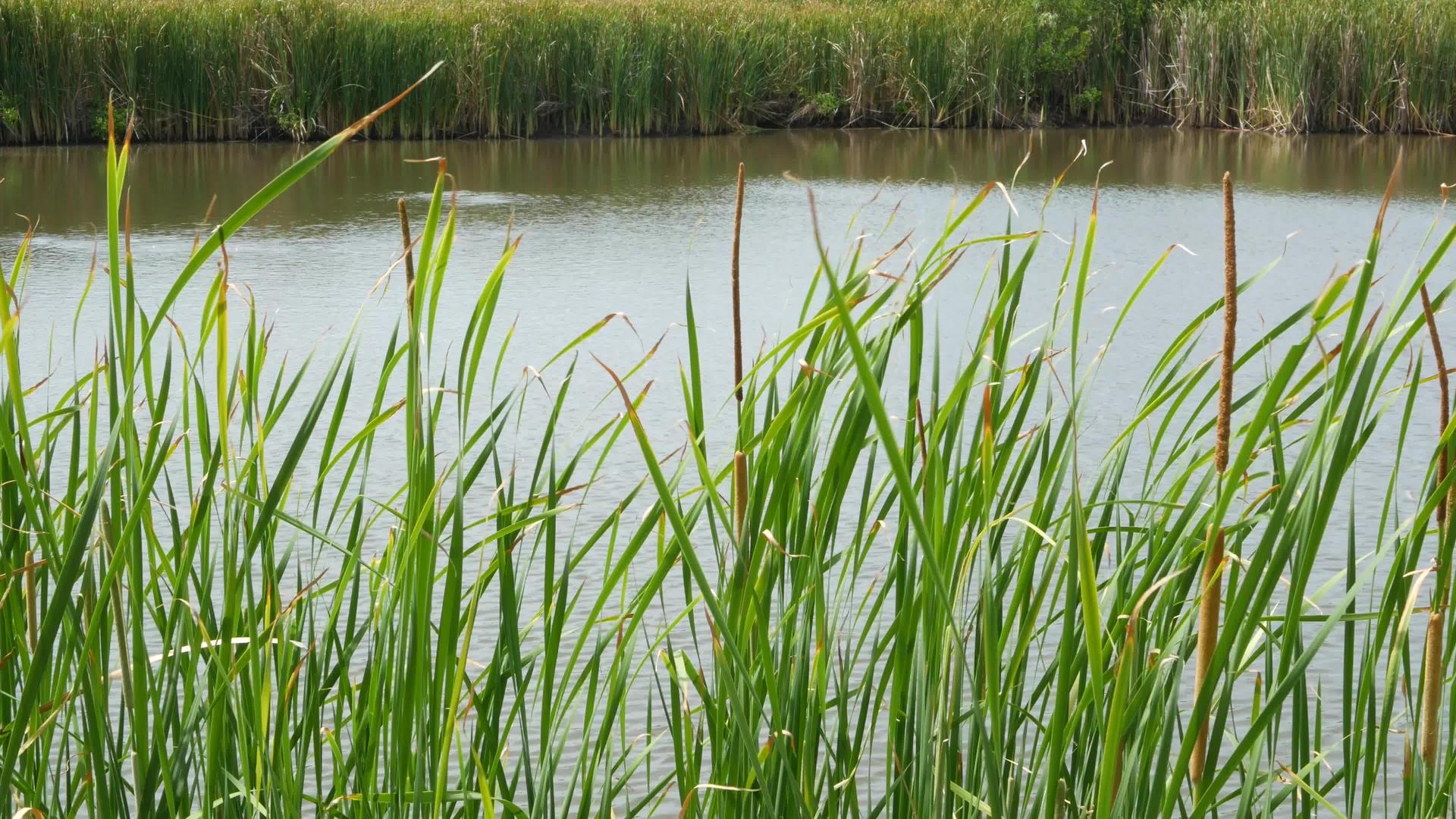 泰国湖水或池塘水背景上的厚厚的棕色芦苇视频的预览图