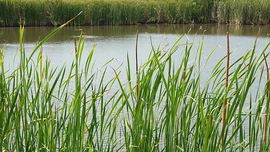 泰国湖水或池塘水背景上的厚厚的棕色芦苇视频的预览图