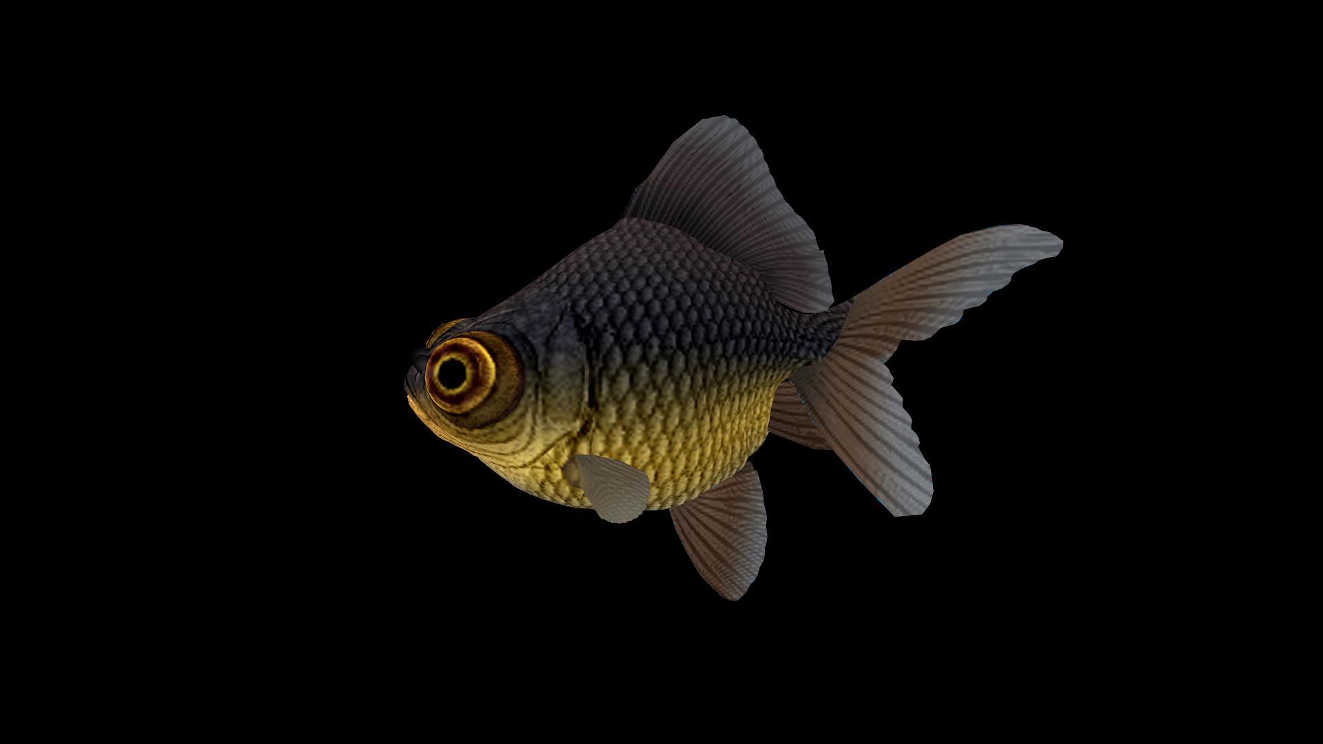 三维金鱼动画视频的预览图