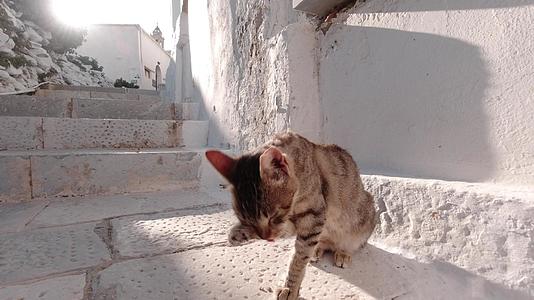棕色的猫在楼梯附近露出脸锡诺斯岛灰色视频的预览图