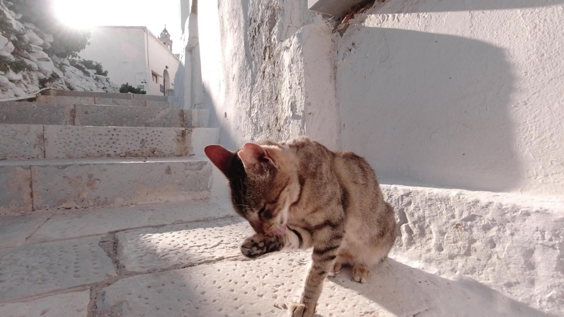 棕色的猫把脸放在楼梯上锡诺斯岛灰色视频的预览图