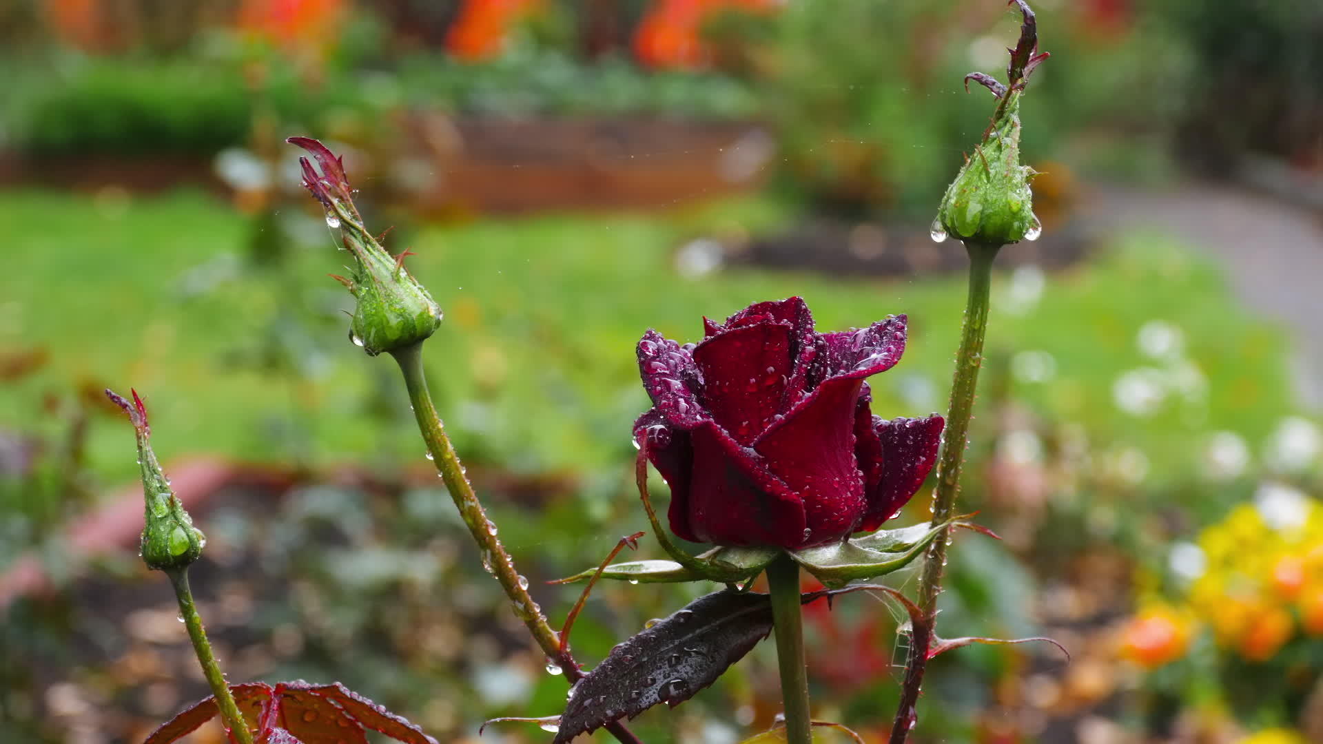 深红玫瑰有雨滴视频的预览图