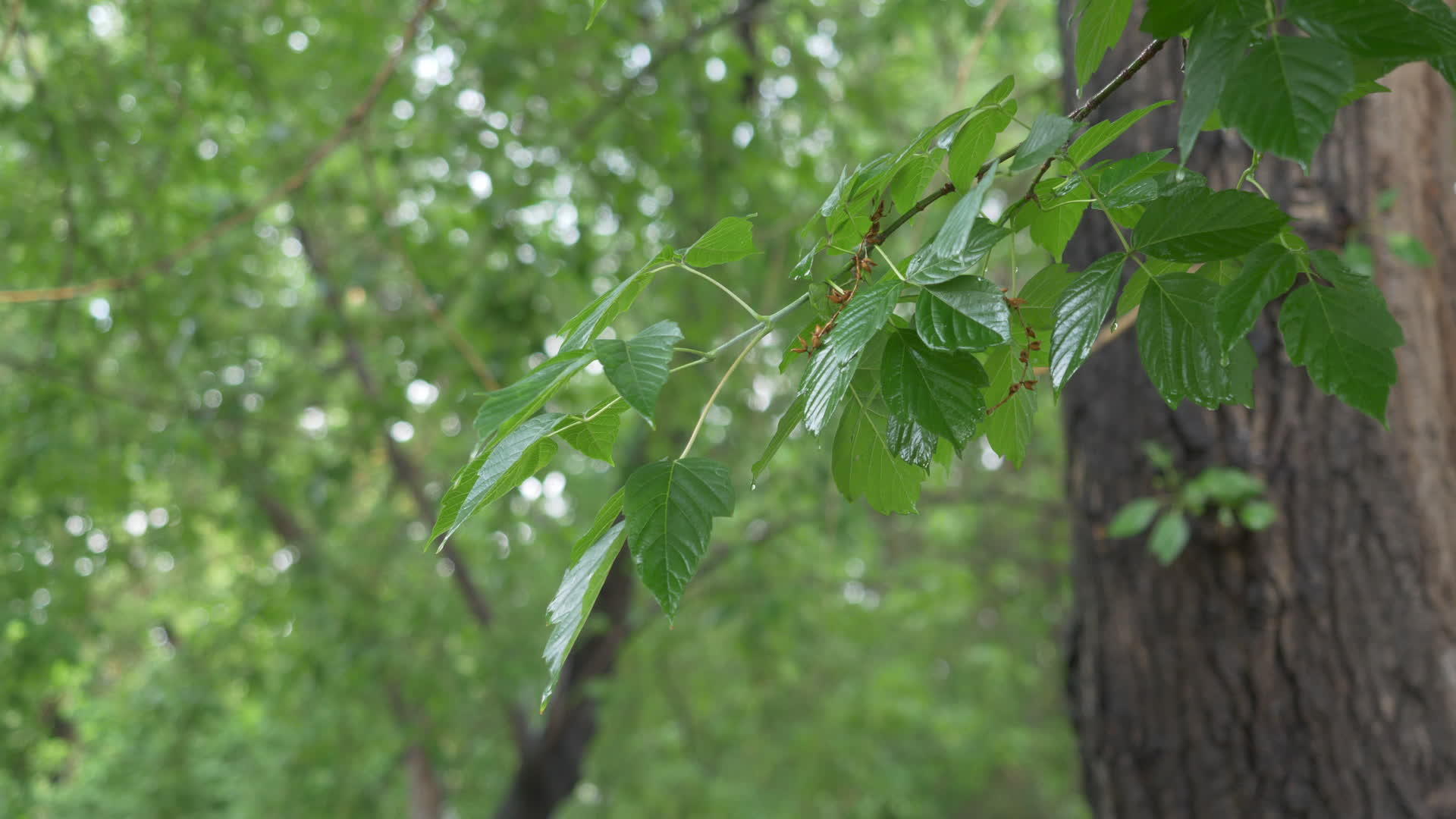 雨滴落在夏天森林的树叶上暴雨天气在夏天过热时下降视频的预览图