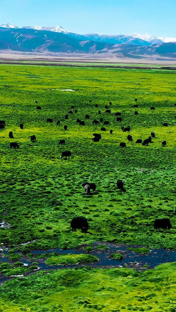 绿色生态草原牧场西藏高原草原牧场视频的预览图